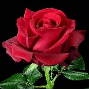 Meet your Posher, Rosa